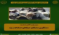 دستگیری سارقان حرفه‌ای احشام در یزد